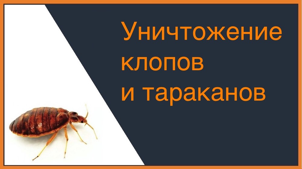 Уничтожение клопов и тараканов в Иркутске
