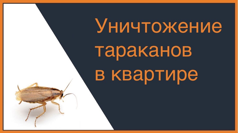 Уничтожение тараканов в квартире в Иркутске