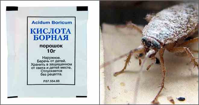 Борная кислота от тараканов – отзывы в Иркутске