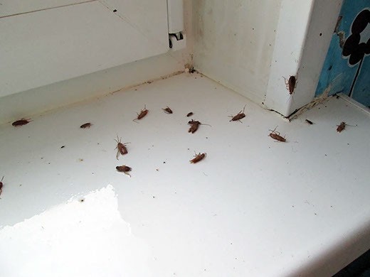 Дезинфекция от тараканов в Иркутске – цены