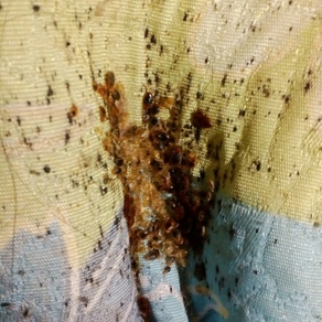 Уничтожение насекомых в Иркутске (гостинка)