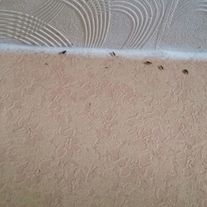 Выведение тараканов в квартире цена Иркутск