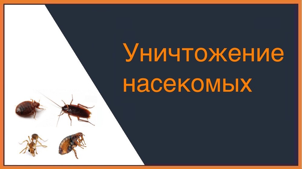 Уничтожение насекомых в Иркутске
