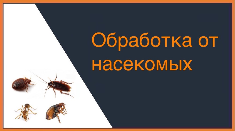 Обработка от насекомых в Иркутске