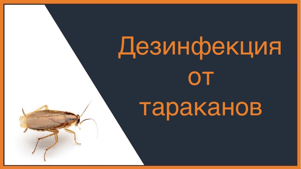 Дезинфекция от тараканов в Иркутске