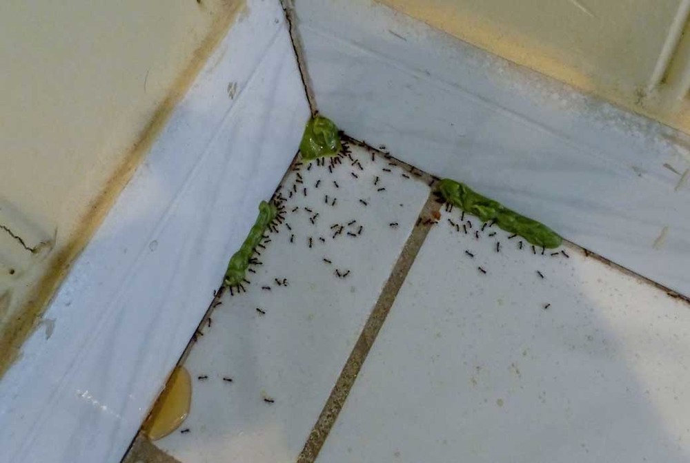 Обработка от муравьев в Иркутске
