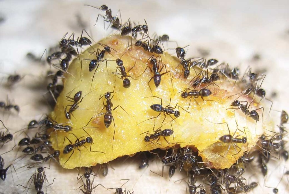 Уничтожение муравьев в квартире в Иркутске